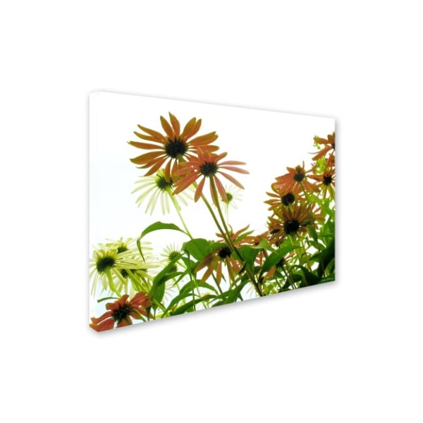 Kathie McCurdy 'Orange Coneflowers' Canvas Art,18x24